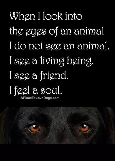 Animal Lover Quotes  Eyes Of An Animal