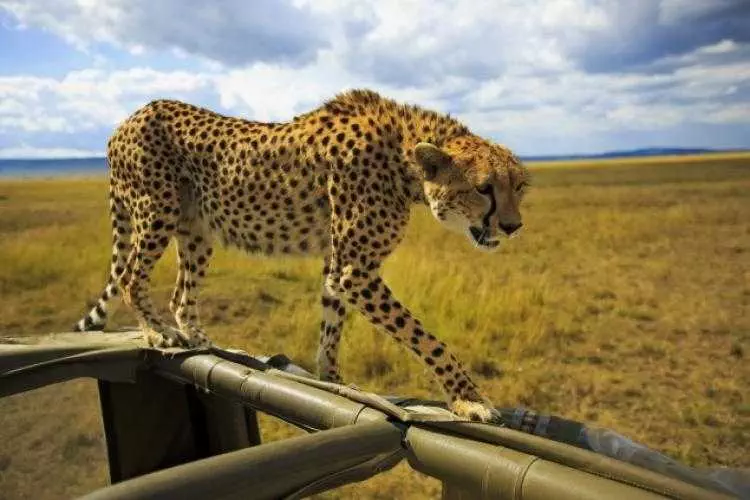 16 Cheetah Are Curious