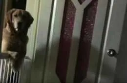 Screen Shot 2018 04 22 At 1.52.31 Am