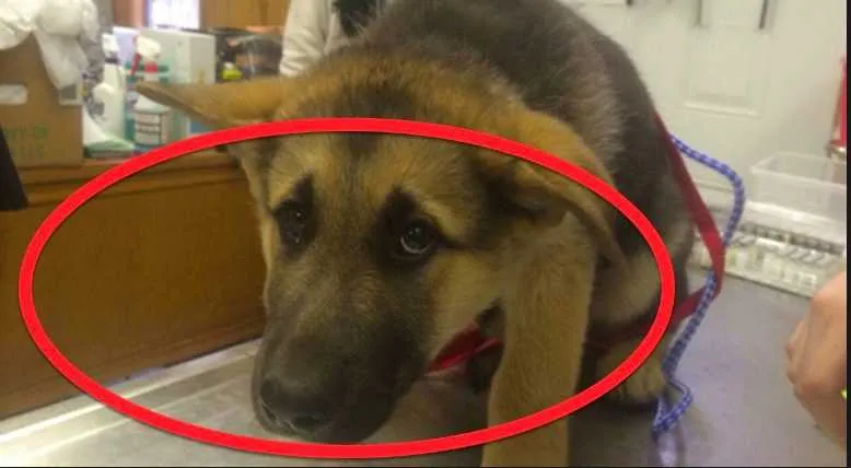 Screen Shot 2018 04 22 At 1.55.10 Am