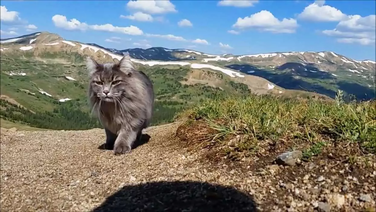 Photogenic Cats  Exploring The High Plateaus