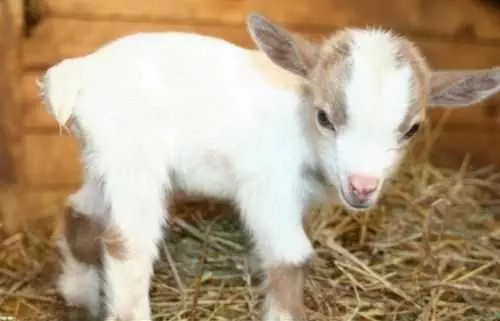 Funny Baby Goat Pics  New Born Goat