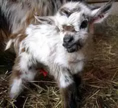 Funny Baby Goat Pics  Cute Furry Baby Goat