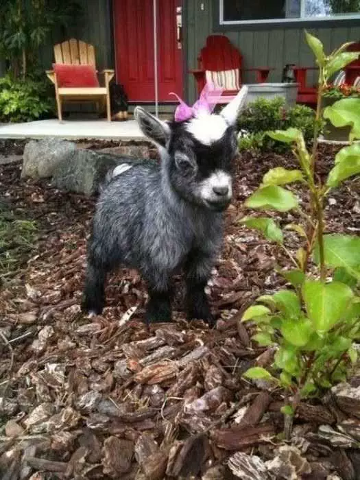 Funny Baby Goat Pictures Baby Goat