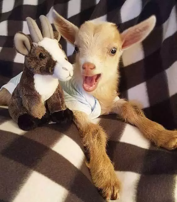 Funny Baby Goat Pictures  Baby Goat And Favorite Stuffed Toy