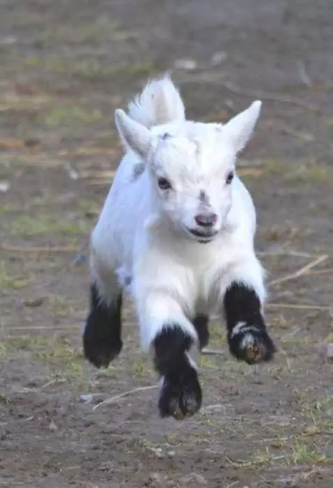 Funny Baby Goat Pictures Goat Running Full Speed