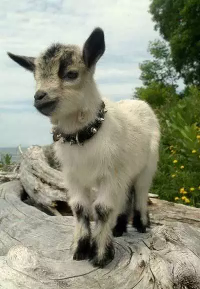 Funny Baby Goat Pics  Goat