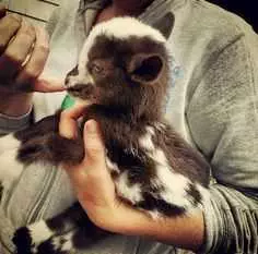 Funny Baby Goat Pictures  Jealous Goat