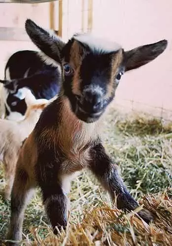 Funny Baby Goat Pictures  Goat Surprise