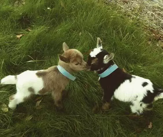 Funny Baby Goat Pics  Baby Goat Love
