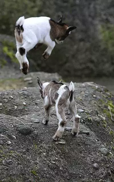 Funny Baby Goat Pictures 2 Mountain Goats