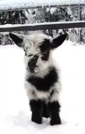 Funny Baby Goat Pictures  Goat In Snow