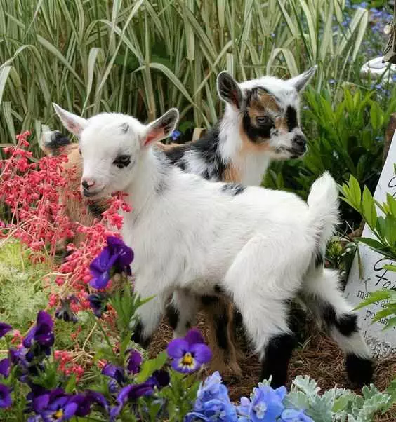 Funny Baby Goat Pics 2 Goats In A Garden
