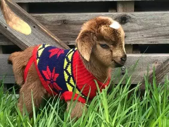 Funny Baby Goat Pics  Goat In Cute Sweater