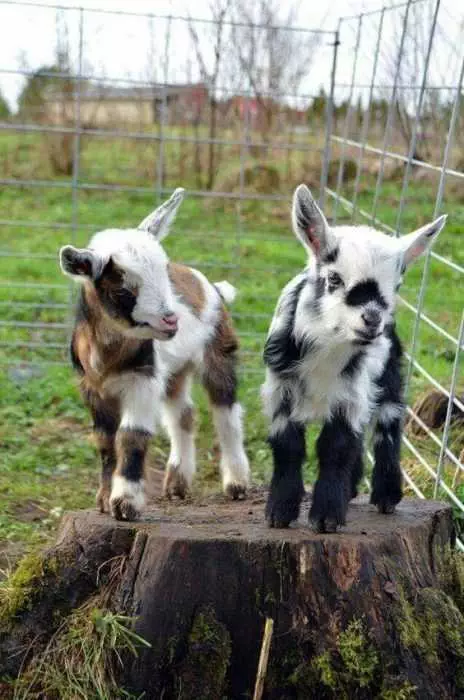 Funny Baby Goat Pictures  2 Goats