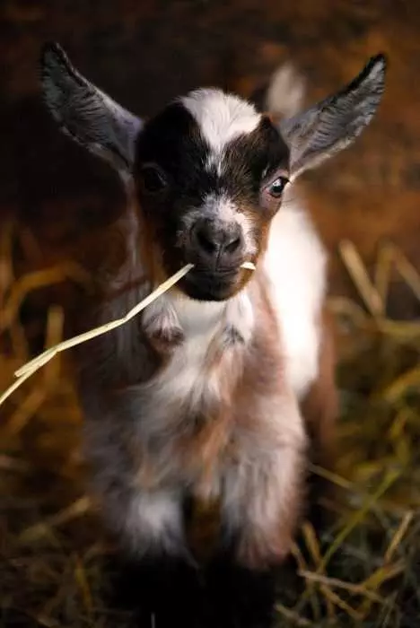 Funny Baby Goat Pictures  Goat Eating Grass