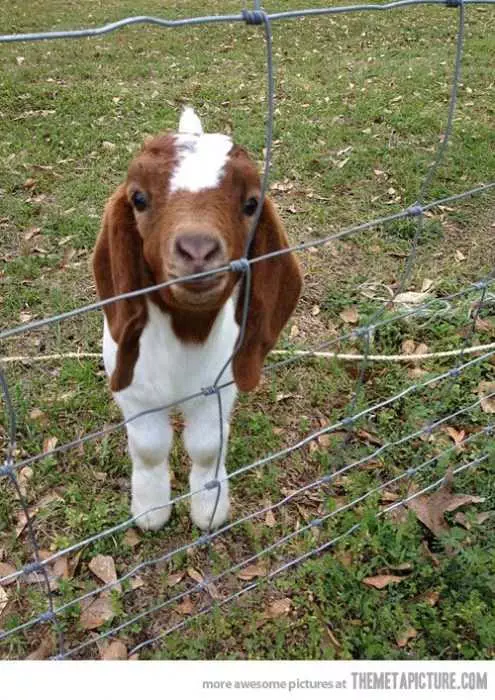 Funny Baby Goat Pictures  Curious Goat