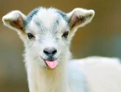 Funny Baby Goat Pictures  Goat Blep