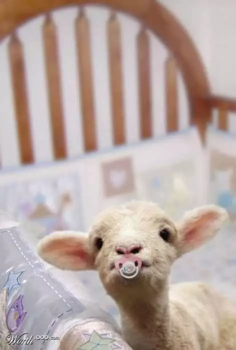 Funny Baby Goat Pics  Goat With A Pacifier