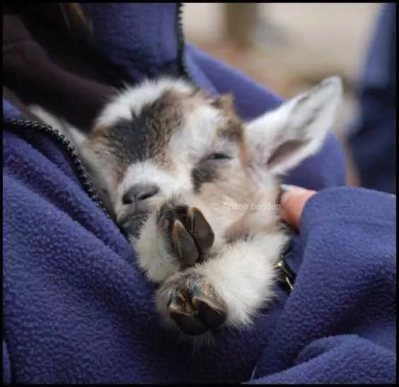 Funny Baby Goat Pics  Snuggle Goat