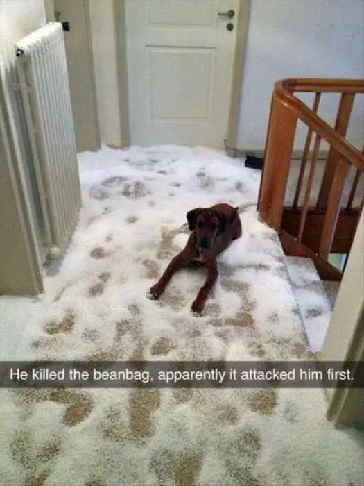 30 Funny Animal Memes Pictures Beanbag Accident