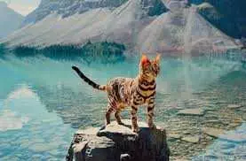 Photogenic Cats  Alpine Lake Explorer