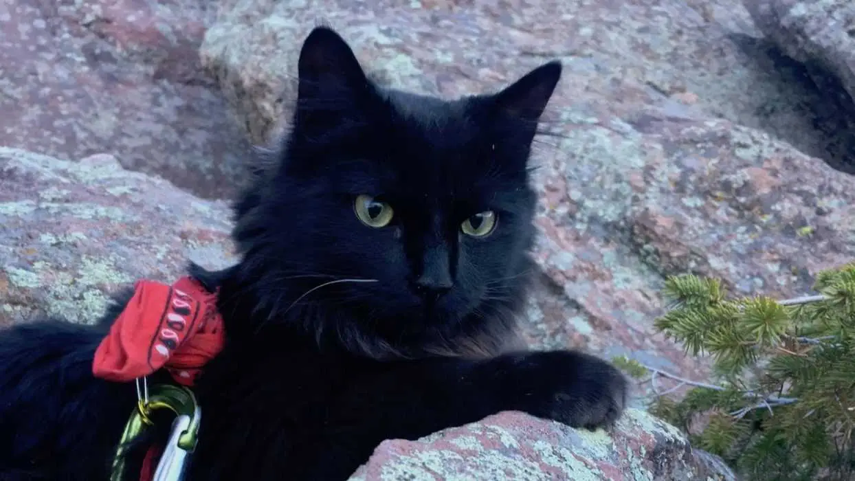 Photogenic Cats Rock Climbing Cat