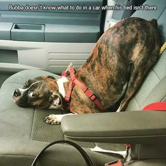 30 Funny Meme Animal Pictures  Downward Facing Dog