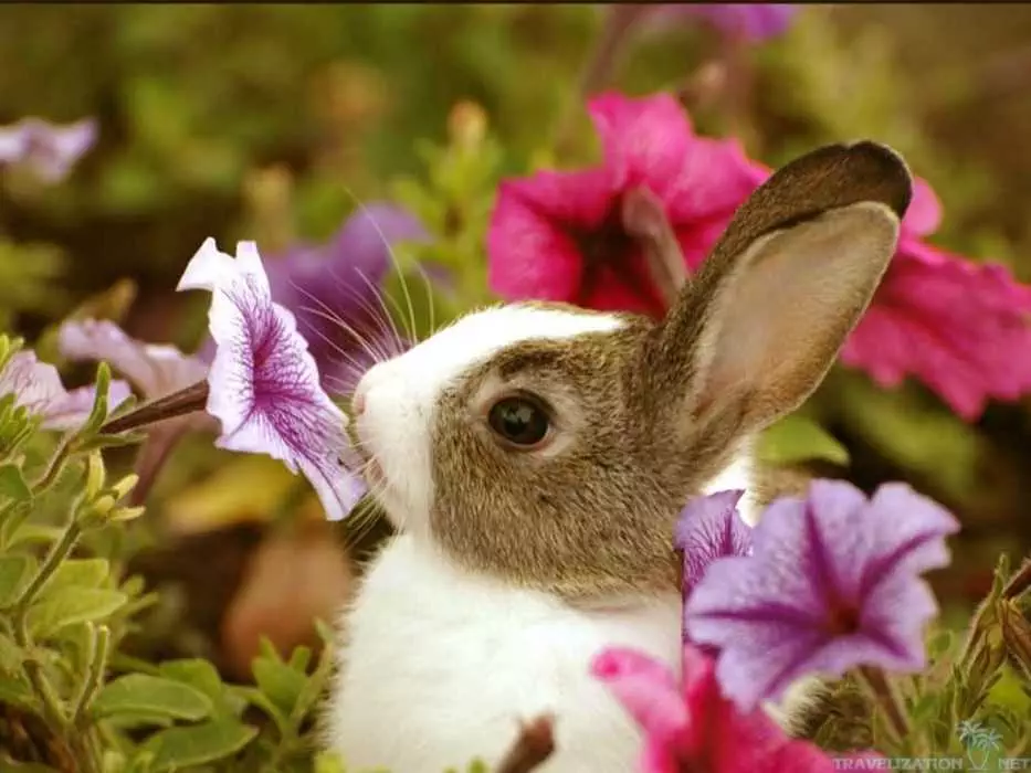 Adorable Funny Animal  Bunny In Garden