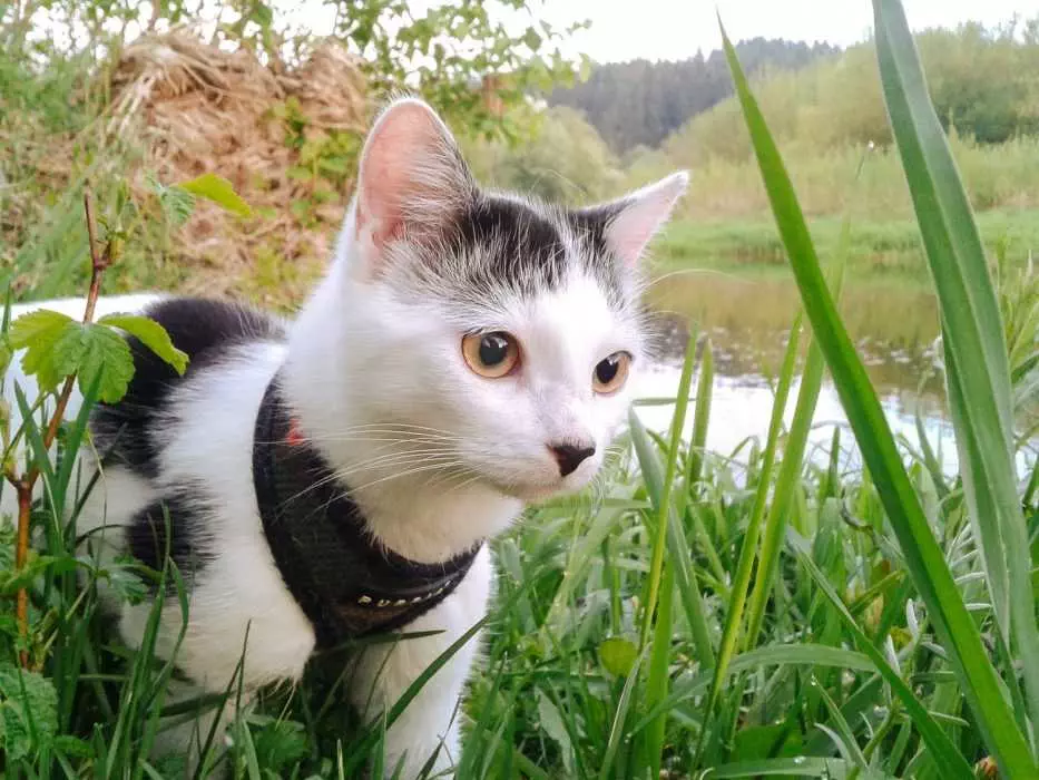 Photogenic Cats  Swamp Explorer