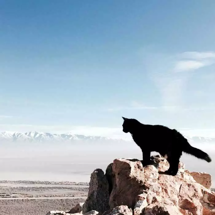 Photogenic Cats  High Altitude Desserts