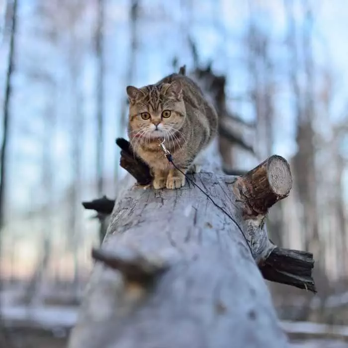 Photogenic Cats  Forest Cat