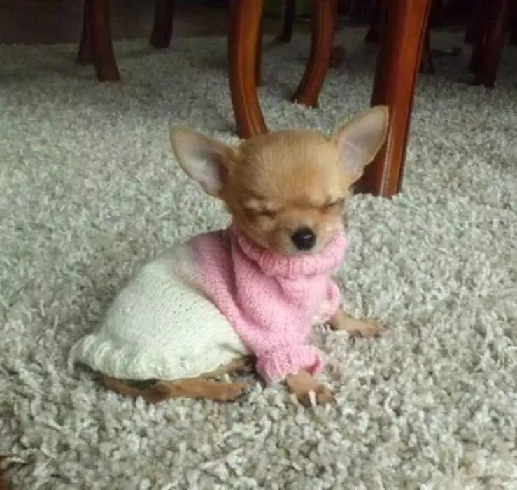Adorable Funny Animals  Fashion'S Top Dog