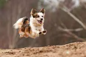 Adorable Funny Animals  Fly Doggie!
