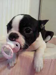 Adorable Funny Animals  Pup Paci