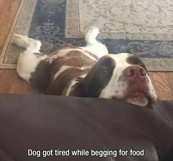 30 Funny Animal Pictures And Memes  Tired Of Begging