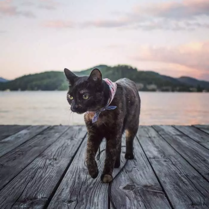 Photogenic Cats  Lakefront Cat