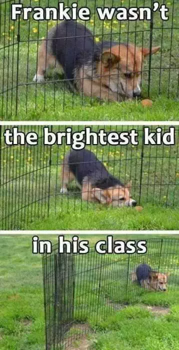 30 Funny Animal Memes And Pictures  Fenced Out Dog