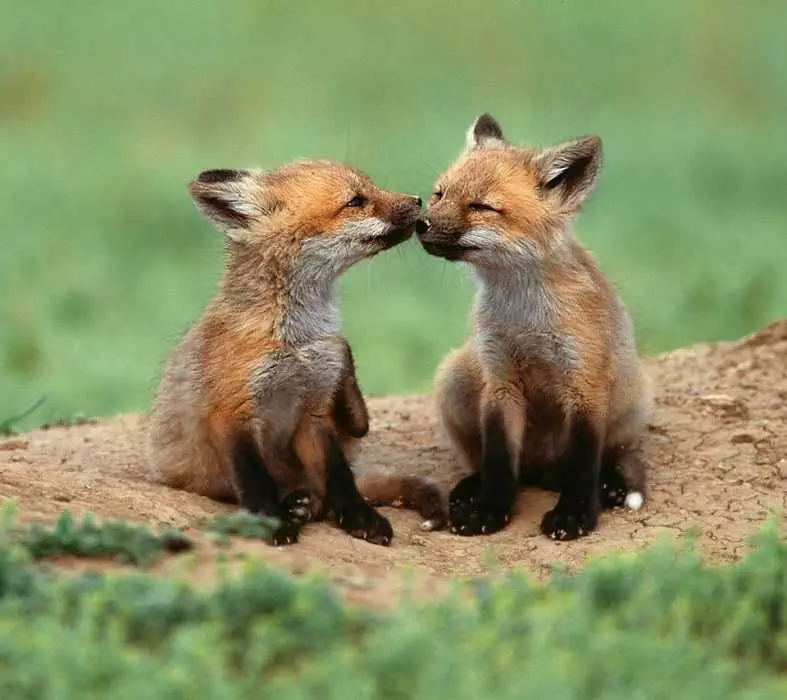 Adorable Funny Animal  Foxxing Cute