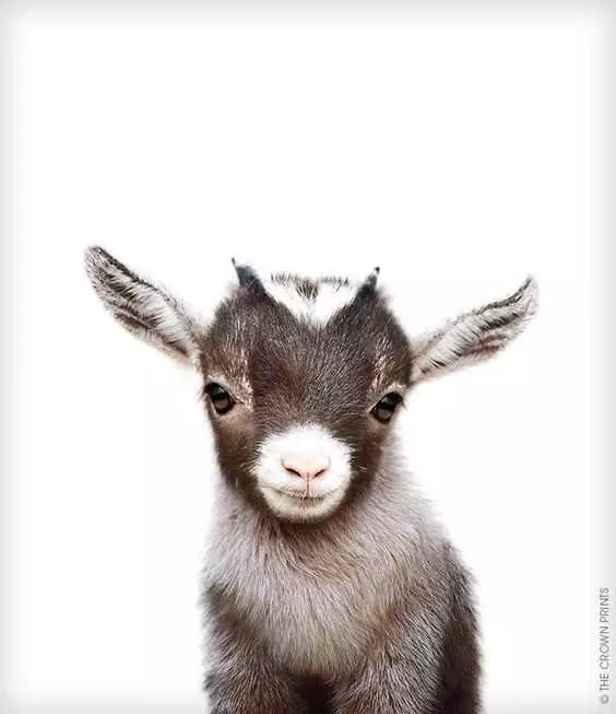 Funny Baby Goat Pictures  Stylish Goat