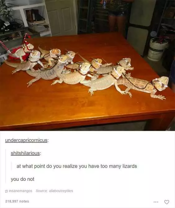 30 Funny Animal Pictures And Memes  Lizard Christmas