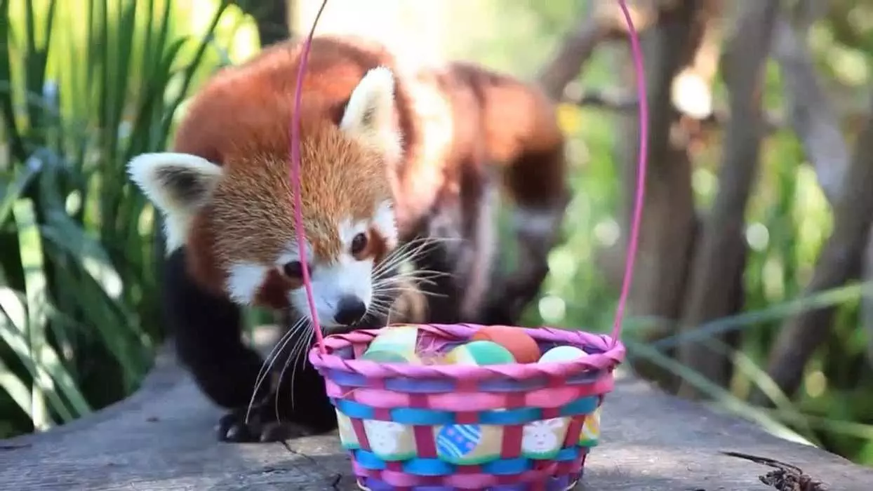 Adorable Funny Animal  Red Panda Easter