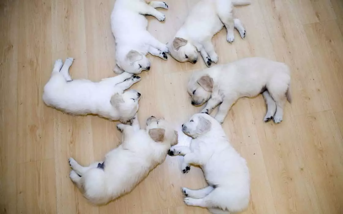 Adorable Funny Animals  Circle Of Fluff