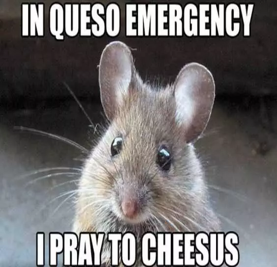 30 Funny Memes And Animal Pictures  Cheesy Joke