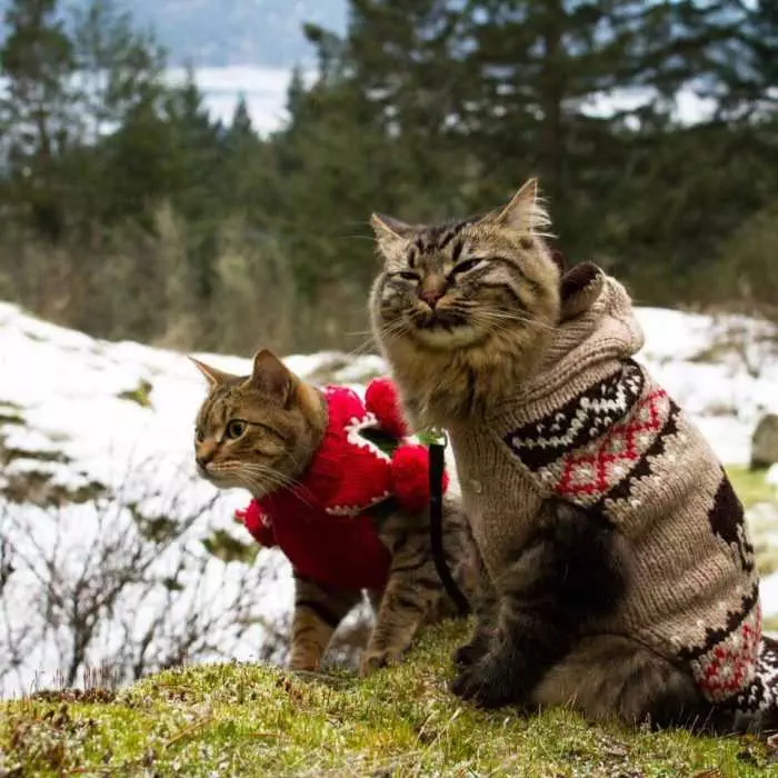 Photogenic Cats Snow.