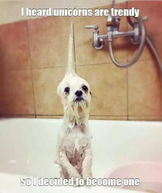 30 Funny Animal Pictures And Memes  Unicorn Dog