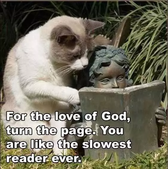 30 Funny Animal Picture Memes  Cat Trying To Read