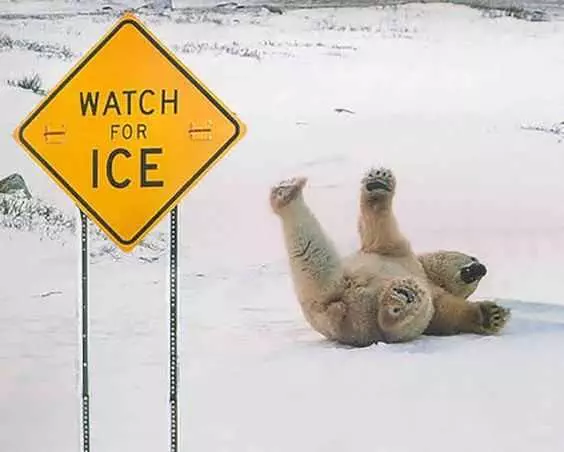 30 Funny Animal Memes And  Pictures  Polar Bear On Icy Road