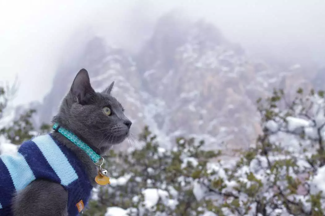 Photogenic Cats  In The Mountains