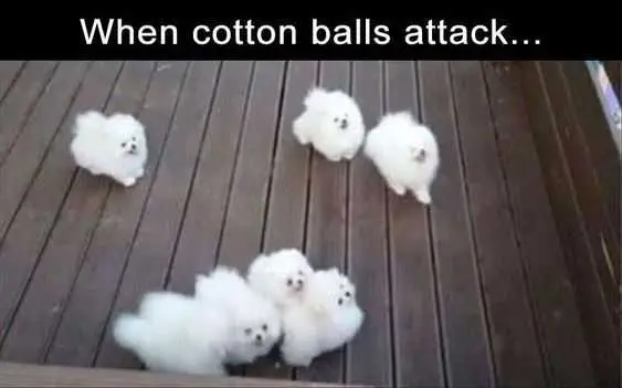 Funny Dog Memes Pictures Cotton Ball Attack